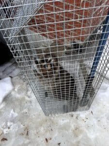 Humane Raccoon Control Service in Brampton