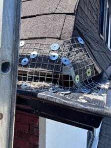 Pest Control Service in Brampton 1