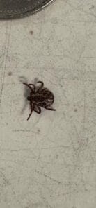 Pest Control in Toronto