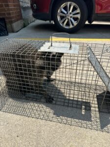 Raccoon Removal In Scarborough