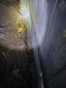 Raccoon removal Service