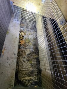 Raccoon removal Service 3