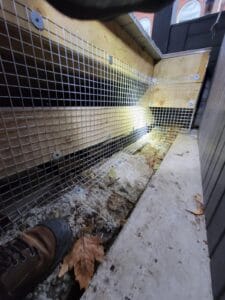 Raccoon removal Service2